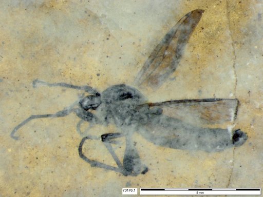 Genus sp
