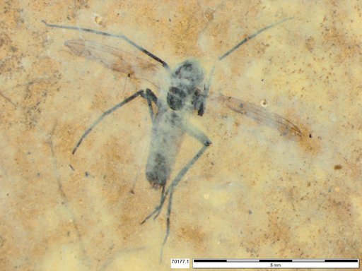 Diptera