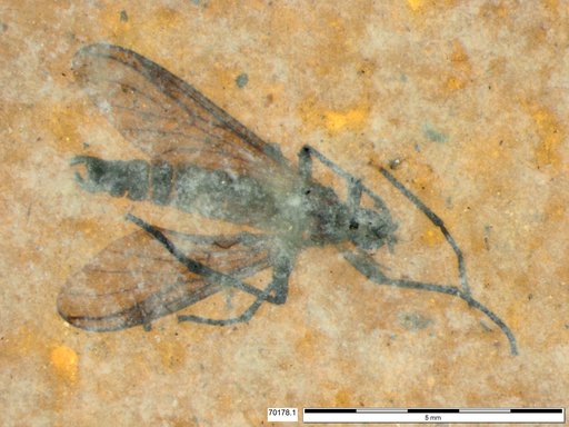 Genus sp