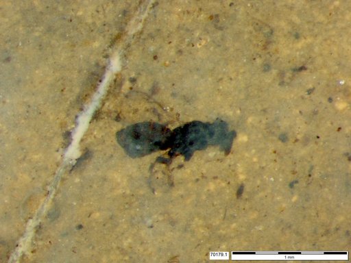 Genus sp