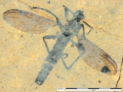Genus sp