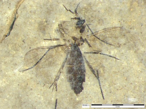 Mycetophilidae