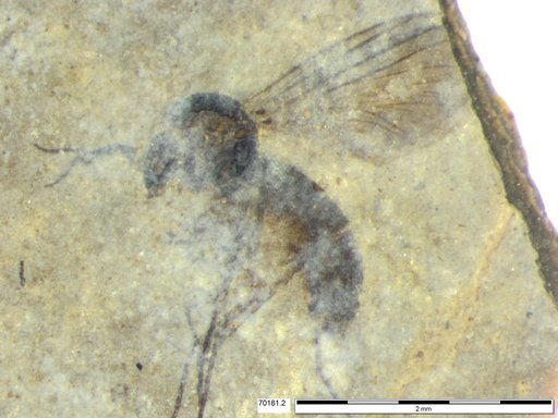 Diptera