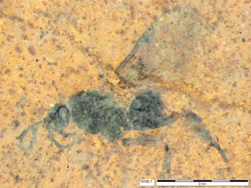 Proctotrupidae