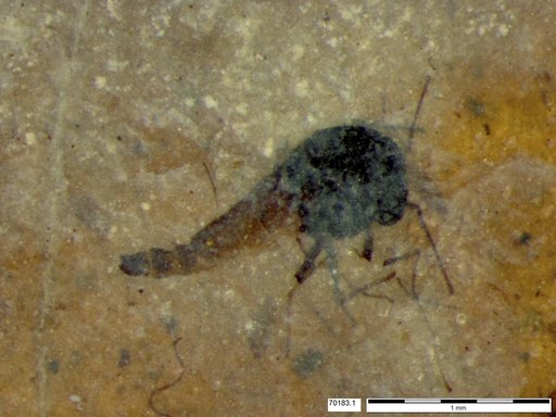 Diptera