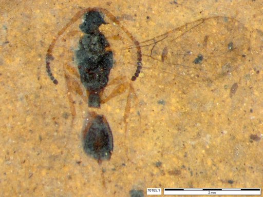 Diapriidae