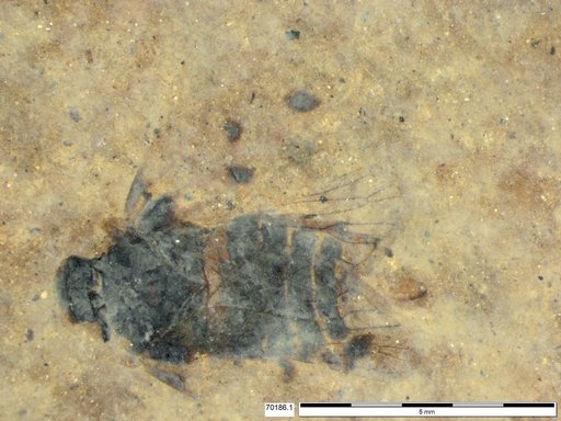 Genus sp