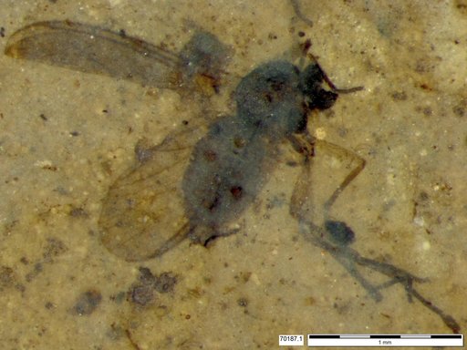 Diptera