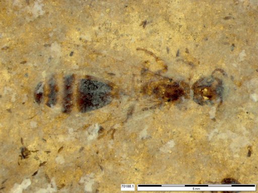 Formicidae