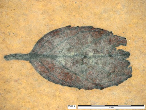 Tracheophyta