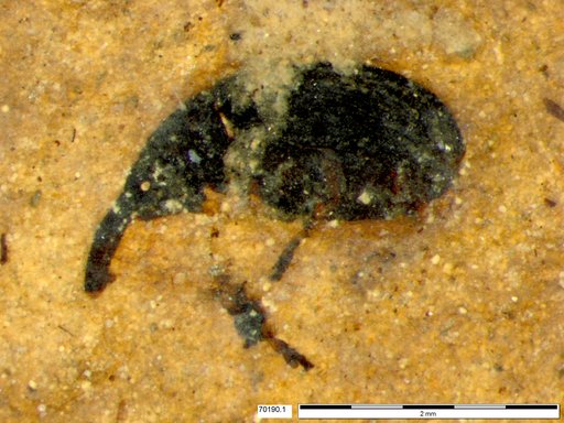 Genus sp