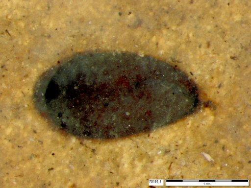 Tracheophyta
