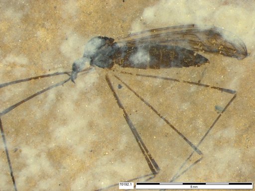 Diptera