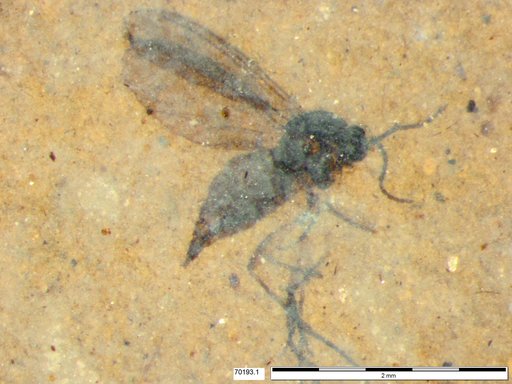 Diptera