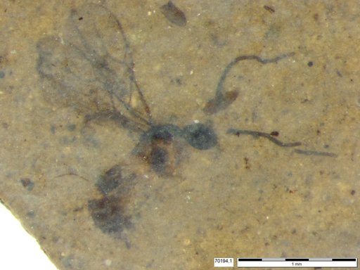 Ichneumonidae