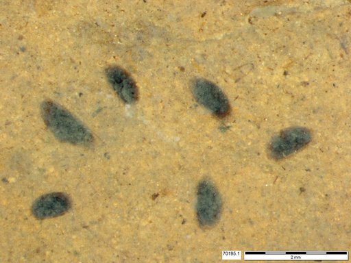 Daphniidae