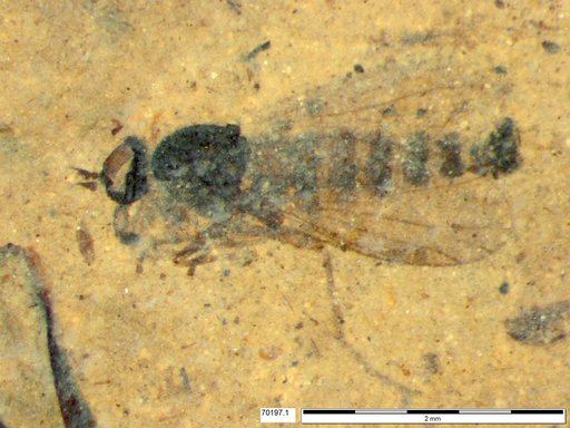 Diptera