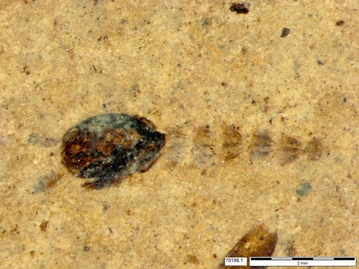 Diptera