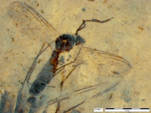 Mycetophilidae