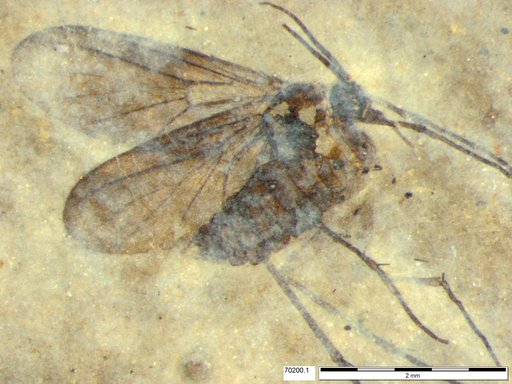 Mycetophilidae