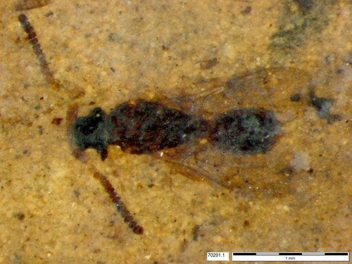 Diapriidae