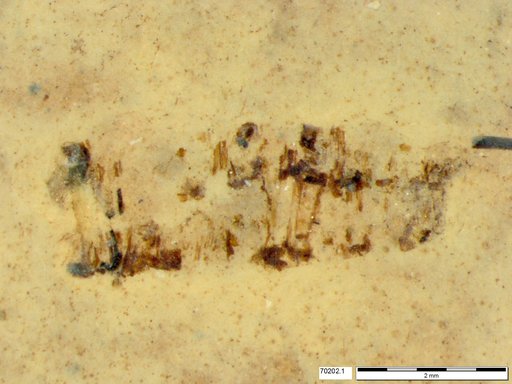 Genus sp