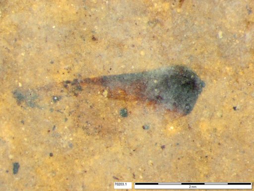 Tracheophyta