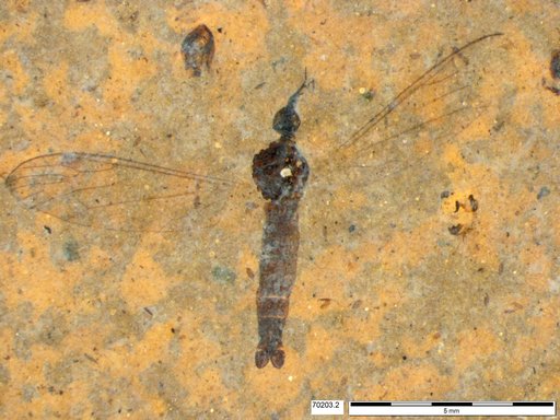 Diptera