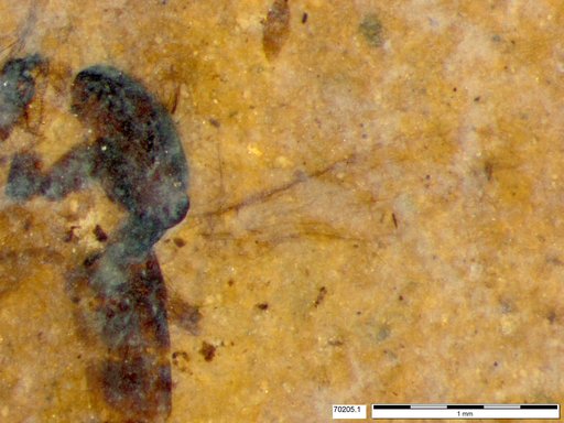 Chaoboridae