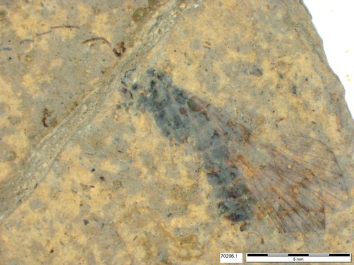 Genus sp