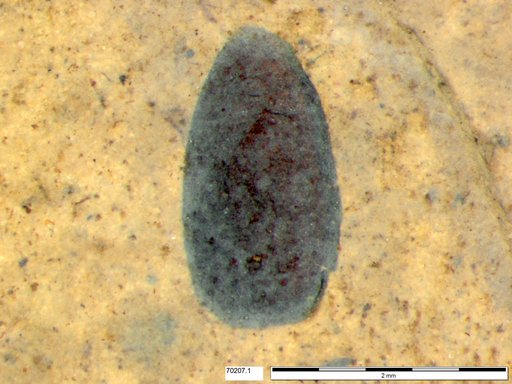 Tracheophyta
