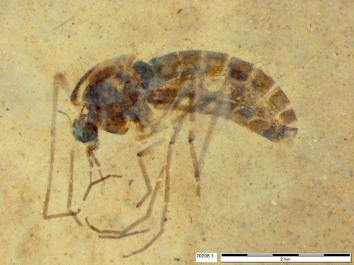 Diptera