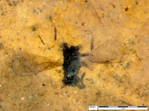 Diptera