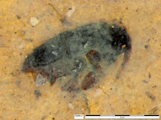 Genus sp