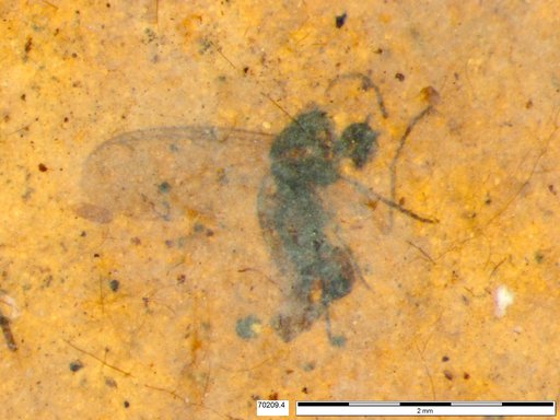 Diptera