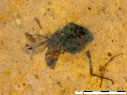 Diptera