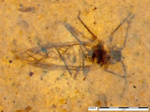 Aphididae