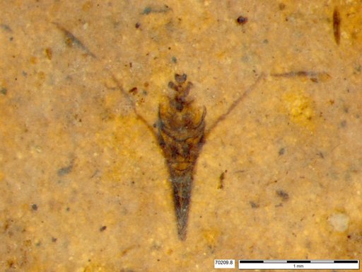 Notonectidae