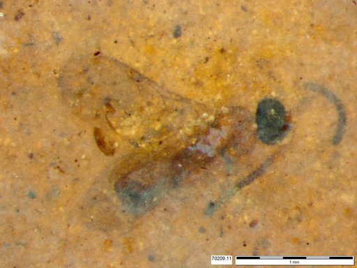 Diapriidae