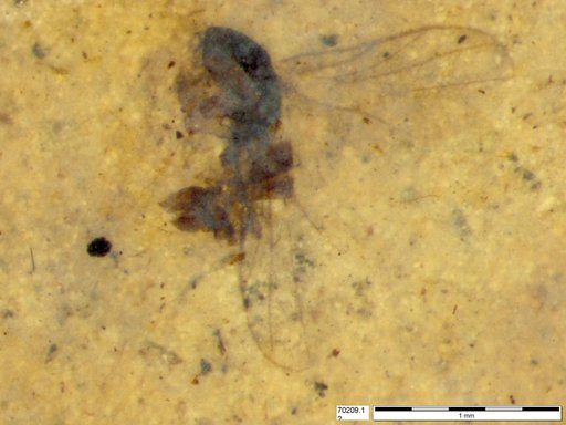 Diptera