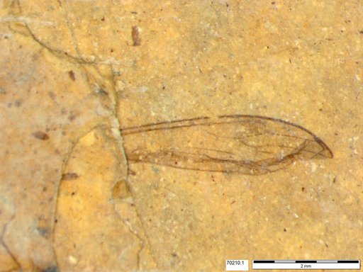 Diptera