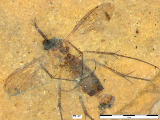 Mycetophilidae