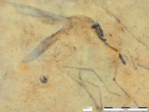 Genus sp