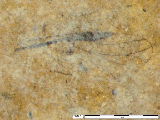Aphididae
