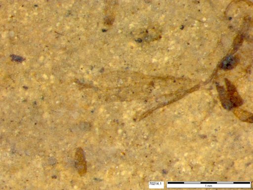 Chaoboridae