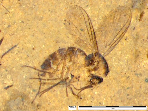 Diptera