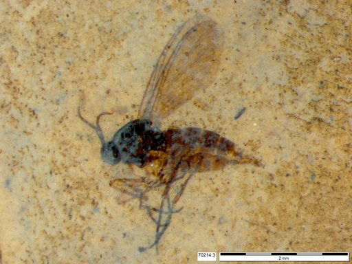 Sciaridae