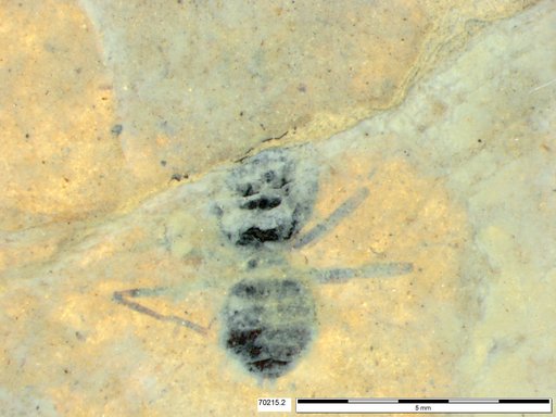 Formicidae