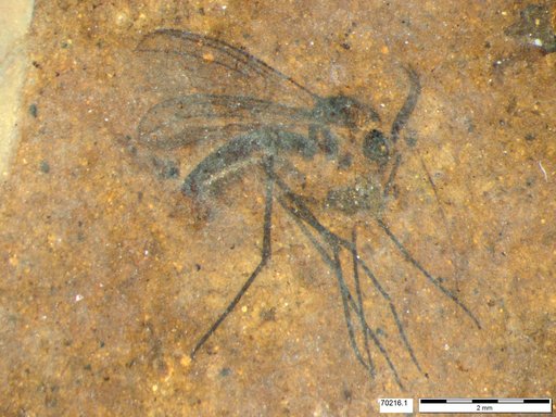 Mycetophilidae