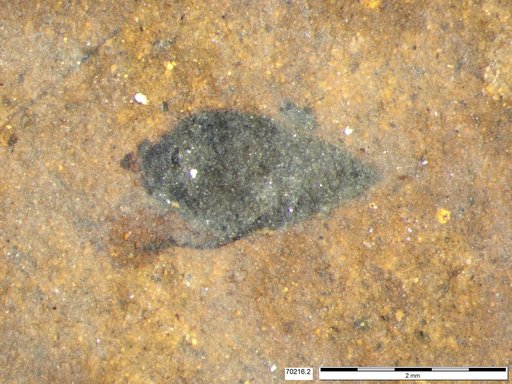 Tracheophyta